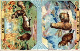 Chicorée Arlatte Hamster - Thee & Koffie