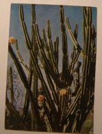 Dear Doctor.Poulenc.Reunion,Cactus.1961.To Canada.Montreal Customs Duty Paid Stamp. - Publicité