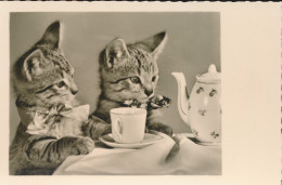 CAT KAT CHAT    ===. KOPJE KOFFIE. FOTOKAART - Chats