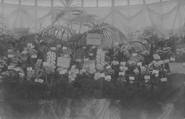 Carte Photo - Exposition Horticulture 1905 - Importation D'orchidées - C.Berenek 36 Rue De Babylone - Paris - Landwirtschaftl. Anbau
