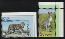 Moldova Snow Leopard Wallaby Chisinau Zoo 2v Corners 2013 MNH SG#814-815 - Moldavie