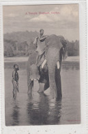 A Temple Elephant, Ceylon. * - Sri Lanka (Ceylon)
