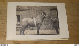 Carte Photo D'un Cheval  ........... 11858 - Paarden