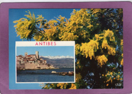 06  ANTIBES Les Remparts La Vieille Ville  Et Son Mimosa - Other & Unclassified