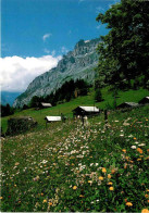 Kandersteg, Gasterntal - Naturwiese (30266) - Kandersteg