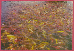 Singapore Fishes In Pond At Seiwaen Garden, Jurong, Vintage +/-1970-75's_SW S7355_UNC_cpc - Singapore