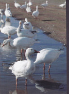 Greenland PPC Bird Vogel Oiseau Kangoq / Snegås Snow Goose (2 Scans) - Groenland