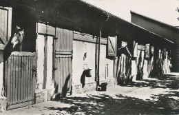 MAISONS LAFFITTE Et Ses Merveilles - Vue Sur Les Boxs Des Chevaux De Course  - Rare - Guy - Maisons-Laffitte