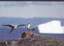 Greenland PPC Bird Vogel Oiseau Papikkaq / Lille Kjove Long-tailed Skua (2 Scans) - Groenland