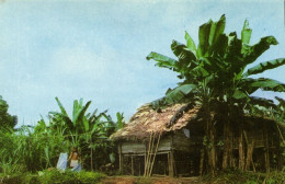 Colombia, CHOCO, Indios Cholos Vivienda, Indian House (1970s) Postcard - Colombie