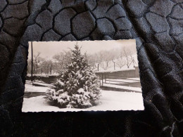 P-1031 , Photo,  Messein, Un Sapin Enneigé, Janvier 1971 - Places