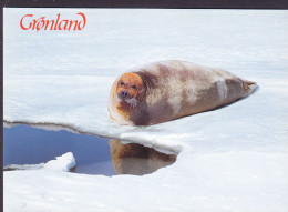 Greenland PPC Klapmyds Hooded Seal Robbe AUNE Forlag (2 Scans) - Grönland