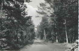 LA CELLE D'AUVERGNE – Sous-Bois – Vue Rare - Laporte - Autres & Non Classés