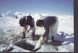Greenland PPC Ilulissat Jacokshavn Isfjordsfiskeri Efter Hellefisk Icefiordfishing For Greenland Halibut (2 Scans) - Grönland