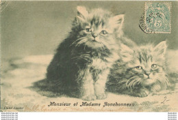 DEUX CHATONS MONSIEUR ET MADAME RONCHONNEAU - Chats