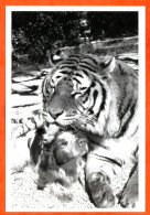 TIGRE Et CHIEN CP Animal  Carte Vierge TBE - Tiger