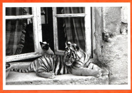 Tigre Et Chat Sur Fenetre CP Animal  Carte Vierge TBE - Tiger