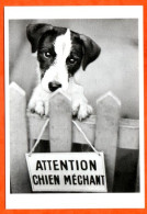CP Humour Attention Chien Méchant Carte Vierge TBE - Hunde