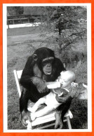 Animal Singe Donne Biberon à Enfant Humour Carte Vierge TBE - Monkeys