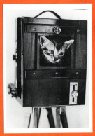 Animal CHAT Dans Appareil Photo Ancien  Carte Vierge TBE - Chats