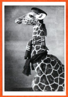 Animal GIRAFE Jeune Girafe Frileuse Humour Carte Vierge TBE - Giraffes