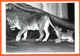 Animal LIONNE Et Bébé LION Carte Vierge TBE - Lions