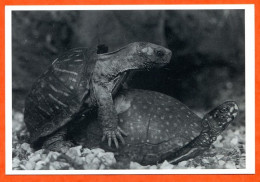 Animal 2 TORTUES  Carte Vierge TBE - Schildkröten