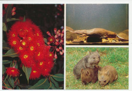 Postal Stationery Australia Platypus - Wombat - Flowering Gum - Other & Unclassified