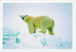 Postal Stationery China 2006 Polar Bear - Expediciones árticas