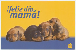 Postal Stationery Cuba 2007 Dog - Puppy - Altri & Non Classificati