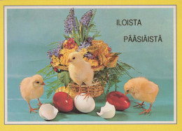PASQUA POLLO UOVO Vintage Cartolina CPSM #PBO928.A - Pâques