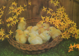 EASTER CHICKEN Vintage Postcard CPSM #PBO946.A - Easter