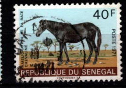 - SENEGAL - 1971 - YT N° 343 - Oblitéré - Race Chevaline - Sénégal (1960-...)