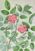 FIORI Vintage Cartolina CPSM #PAR495.A - Fleurs