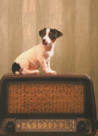 DOG Animals Vintage Postcard CPSM #PAN477.A - Hunde