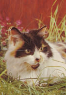 KATZE MIEZEKATZE Tier Vintage Ansichtskarte Postkarte CPSM #PAM130.A - Cats