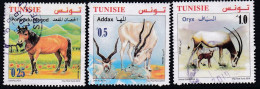 Animals - 2019 - Tunisia