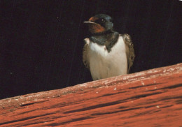 UCCELLO Animale Vintage Cartolina CPSM #PBR491.A - Oiseaux