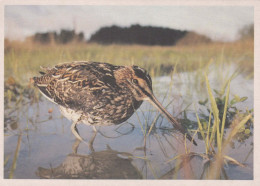 UCCELLO Animale Vintage Cartolina CPSM #PBR516.A - Oiseaux