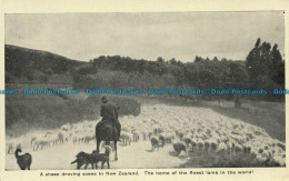 R631323 A Sheep Droving Scene In New Zealand - Wereld