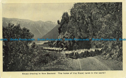 R631327 Sheep Droving Scene In New Zealand - Wereld