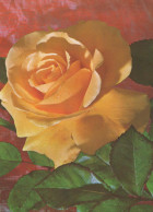 FIORI Vintage Cartolina CPSM #PAS348.IT - Flowers