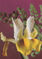 FIORI Vintage Cartolina CPSM #PAR146.IT - Flowers
