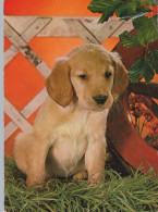 CANE Animale Vintage Cartolina CPSM #PAN893.IT - Chiens