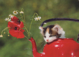 GATTO KITTY Animale Vintage Cartolina CPSM #PAM501.IT - Chats