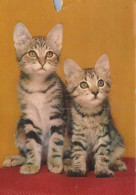 GATTO KITTY Animale Vintage Cartolina CPSM #PAM310.IT - Chats