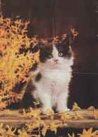 GATTO KITTY Animale Vintage Cartolina CPSM #PAM127.IT - Chats