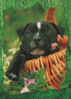 HUND Tier Vintage Ansichtskarte Postkarte CPSM #PAN435.DE - Hunde