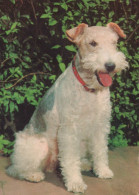 HUND Tier Vintage Ansichtskarte Postkarte CPSM #PAN829.DE - Hunde