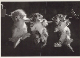 KATZE MIEZEKATZE Tier Vintage Ansichtskarte Postkarte CPSM #PAM439.DE - Chats